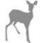 roe deer