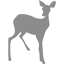 roe deer